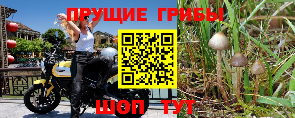 Псилоцибиновые грибы мицелий Абакан